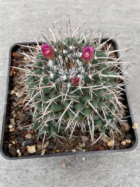 Mammillarie uncinata